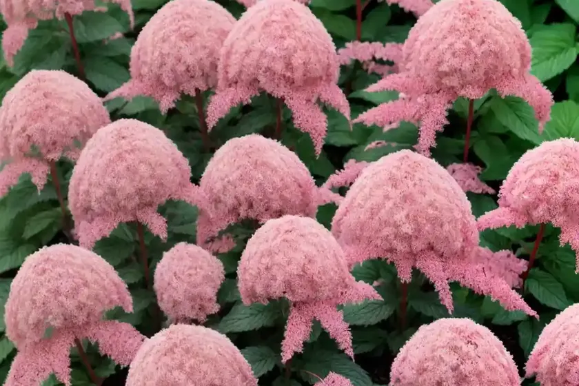 Astilbe younique carmine (japonica hybrid) — photo 2