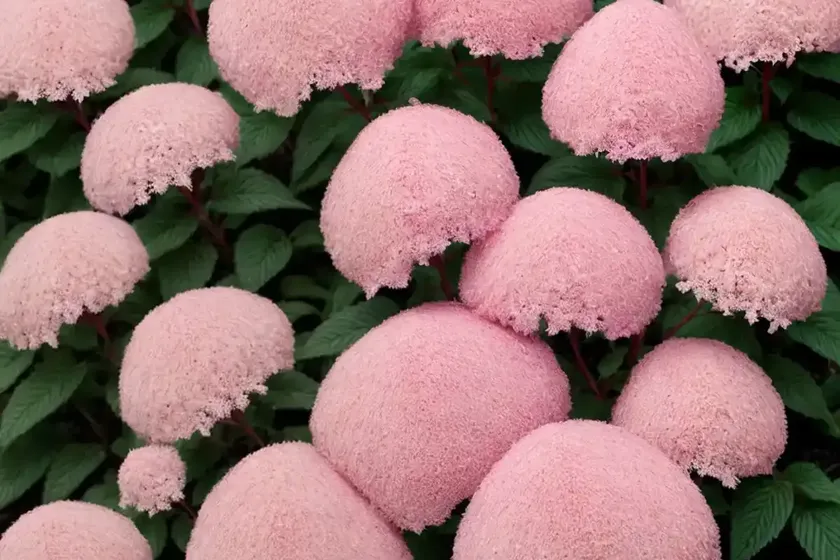 Astilbe younique pink (japonica hybrid) — photo 2