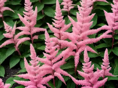 Astilbe Younique Pink (Japonica Hybrid)