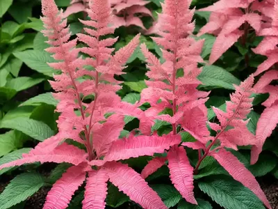Astilbe Younique Salmon (Japonica Hybrid)
