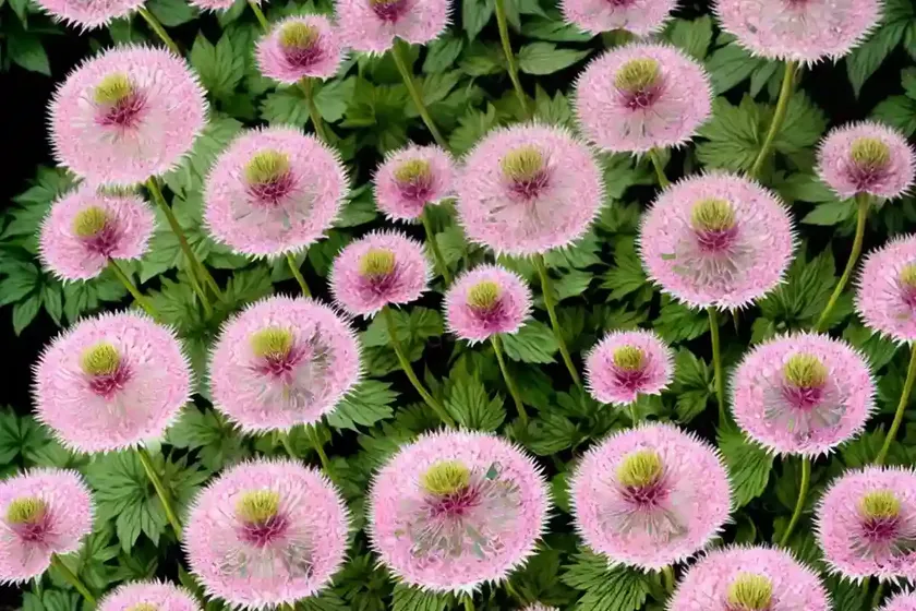 Astrantia ‘dark shiny eyes’ (masterwort) — photo 2