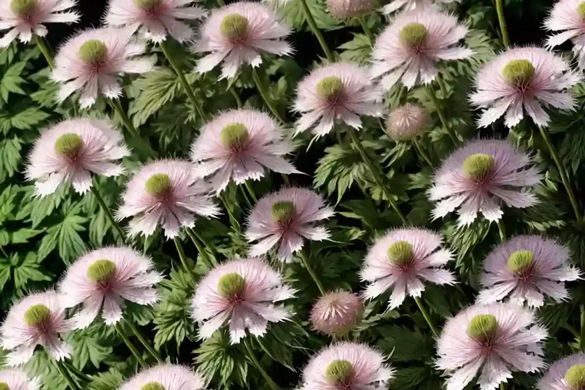 Astrantia ‘dark shiny eyes’ (masterwort) — photo 3