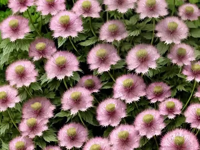 Astrantia ‘Dark Shiny Eyes’ (Masterwort)