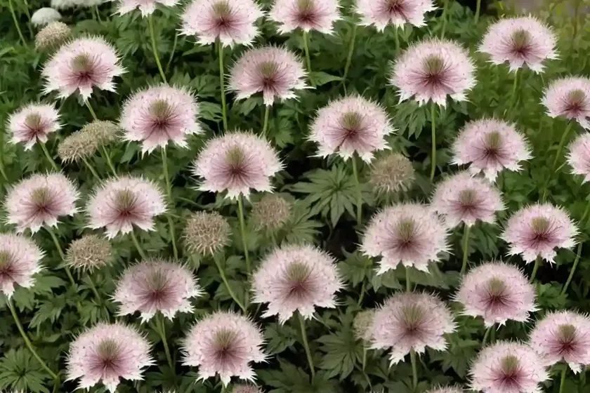 Astrantia major ‘alba’ (great masterwort) — photo 2