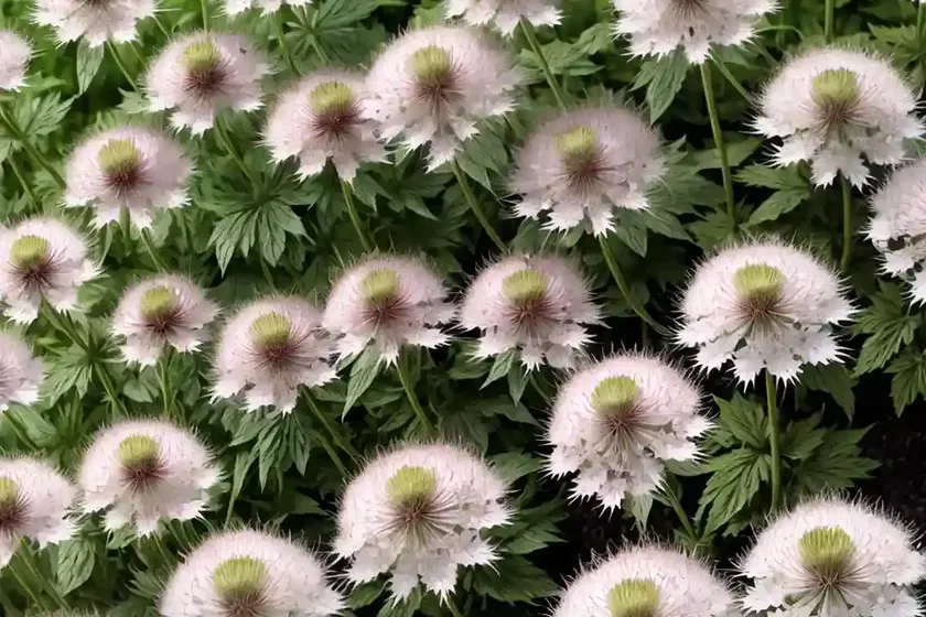 Astrantia major ‘alba’ (great masterwort) — photo 3