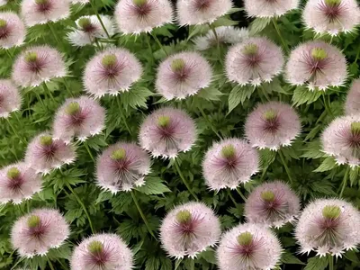 Astrantia Major ‘Alba’ (Great Masterwort)