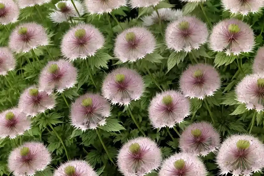 Astrantia major ‘alba’ (great masterwort)
