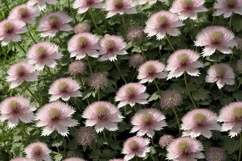 Astrantia major ‘claret’ (great masterwort) — photo 3