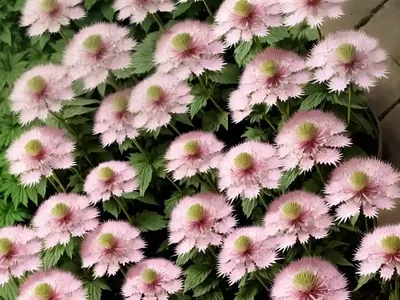 Astrantia Major ‘Penny’s Pink’ (Great Masterwort)