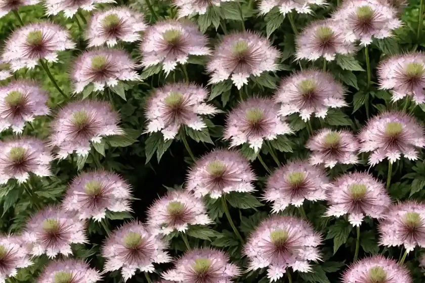 Astrantia major ‘roma’ (great masterwort) — photo 2