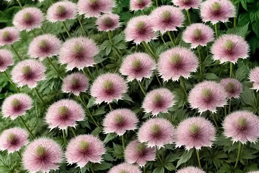 Astrantia major ‘roma’ (great masterwort) — photo 3