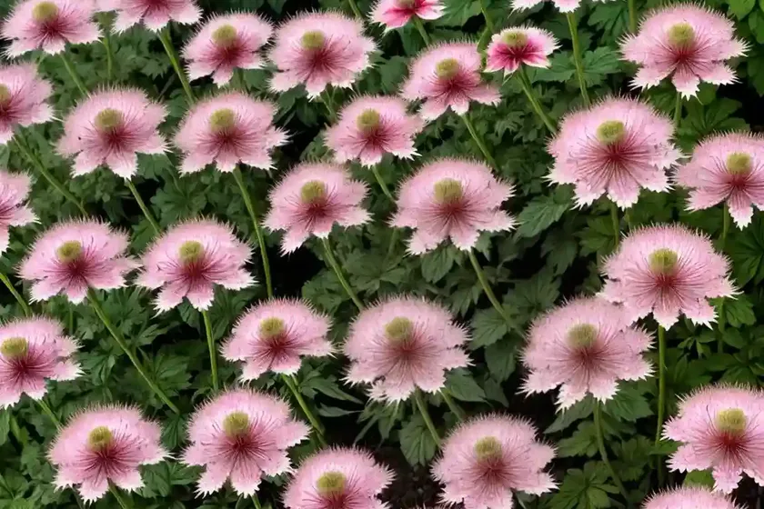 Astrantia major ‘ruby cloud’ (great masterwort) — photo 2