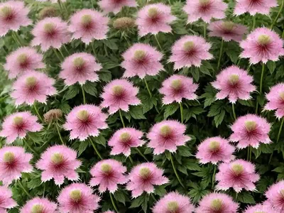 Astrantia Major ‘Ruby Cloud’ (Great Masterwort)