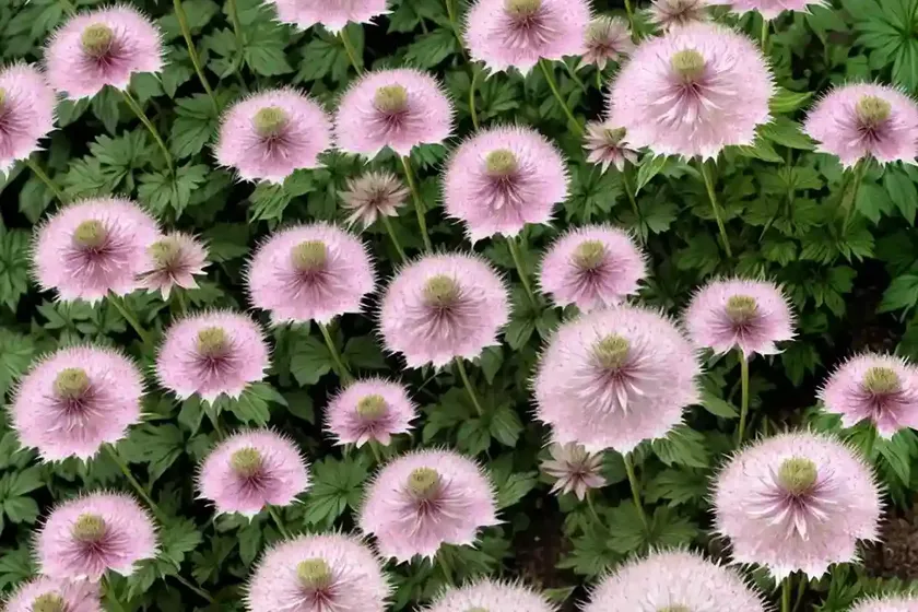 Astrantia major ‘star of beauty’ (great masterwort) — photo 3