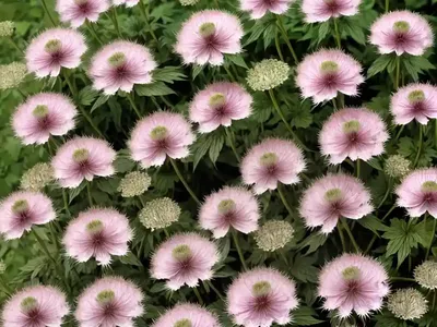 Astrantia Major ‘Star Of Beauty’ (Great Masterwort)