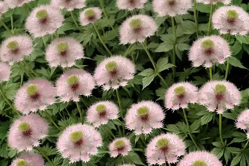 Astrantia major ‘star of billion’ (great masterwort) — photo 3