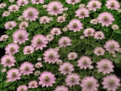 Astrantia Major ‘Star Of Billion’ (Great Masterwort)