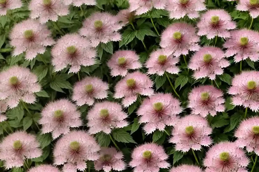 Astrantia major var. rosea (great masterwort) — photo 3