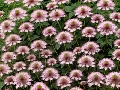 Astrantia Major Var. Rosea (Great Masterwort)