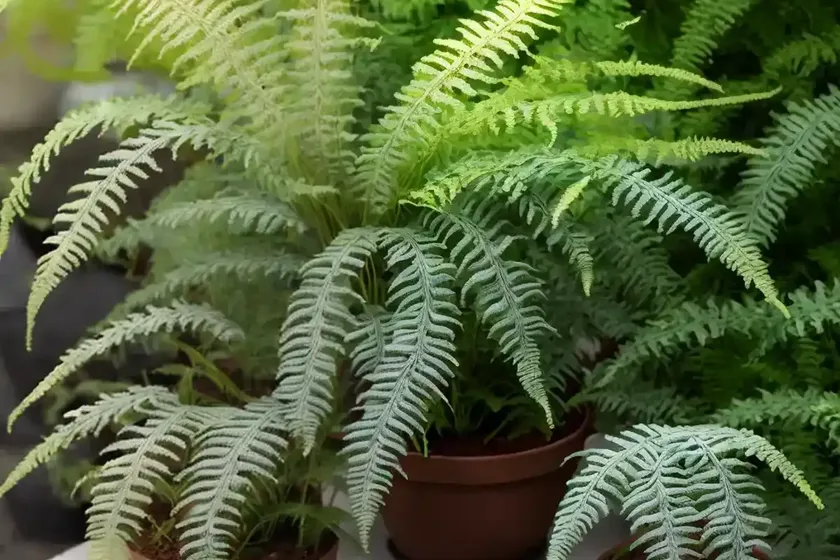 Athyrium filix-femina ‘frizelliae’ (tatting fern) — photo 2