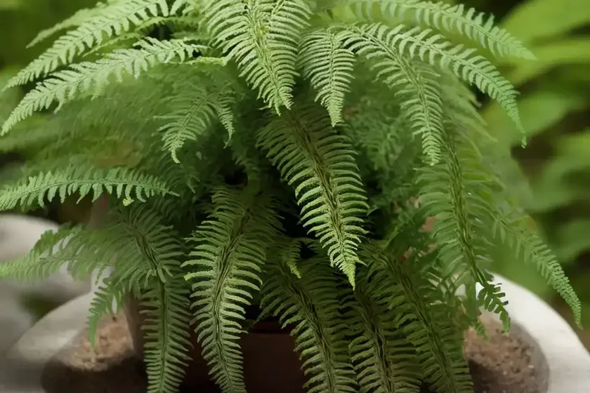 Athyrium filix-femina ‘frizelliae’ (tatting fern) — photo 3