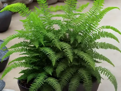 Athyrium Filix-femina ‘Frizelliae’ (Tatting Fern)