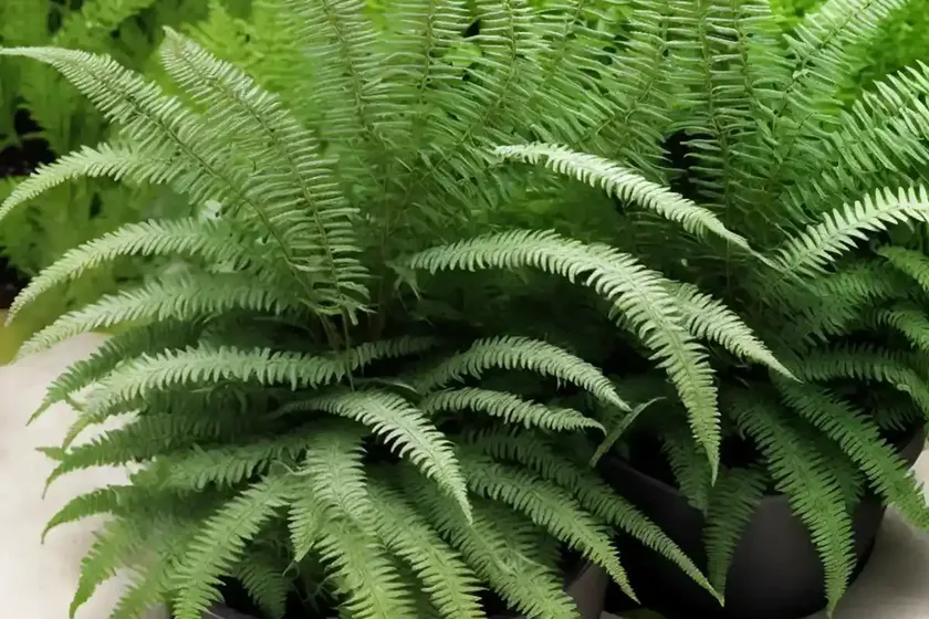 Athyrium filix-femina (lady fern) — photo 2