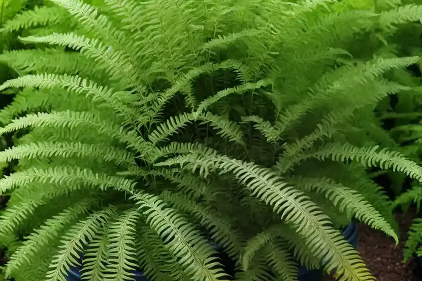 Athyrium filix-femina (lady fern) — photo 3
