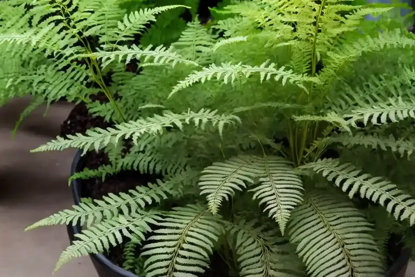 Athyrium filix-femina ‘lady in lace’ (lady fern) — photo 2