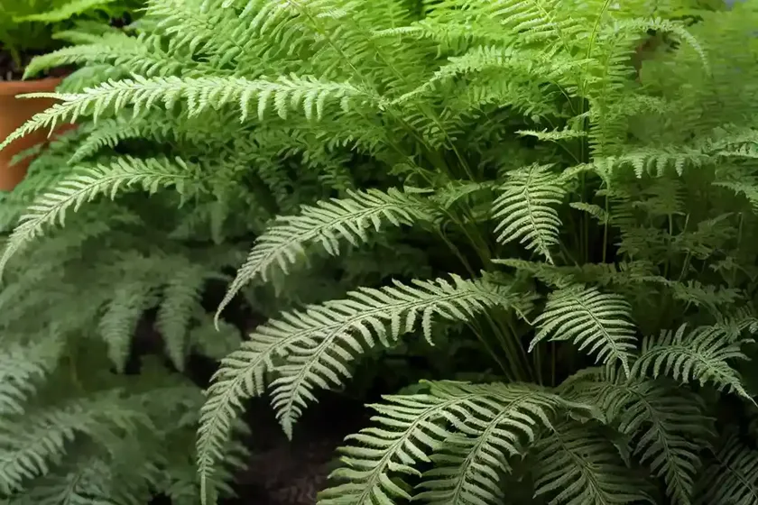 Athyrium filix-femina ‘lady in lace’ (lady fern) — photo 3