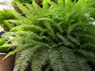 Athyrium Filix-femina ‘Lady In Lace’ (Lady Fern)