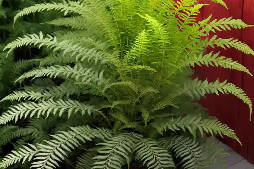 Athyrium filix-femina var. angustum ‘lady in red’ (lady fern) — photo 2