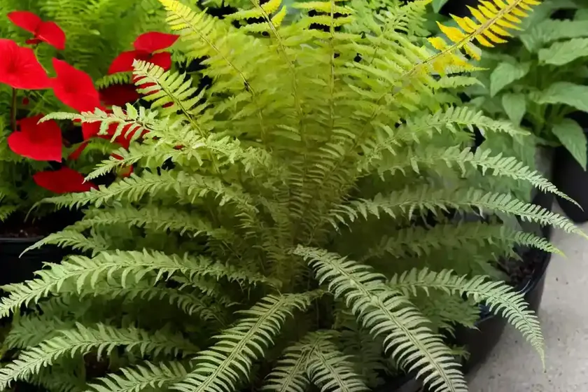 Athyrium filix-femina var. angustum ‘lady in red’ (lady fern) — photo 3