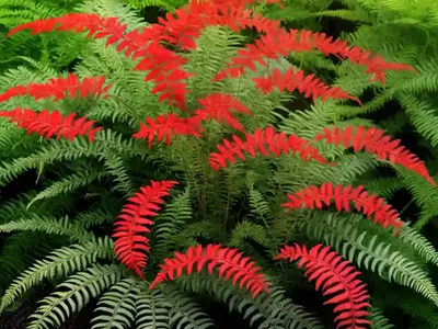 Athyrium Filix-femina Var. Angustum ‘Lady In Red’ (Lady Fern)