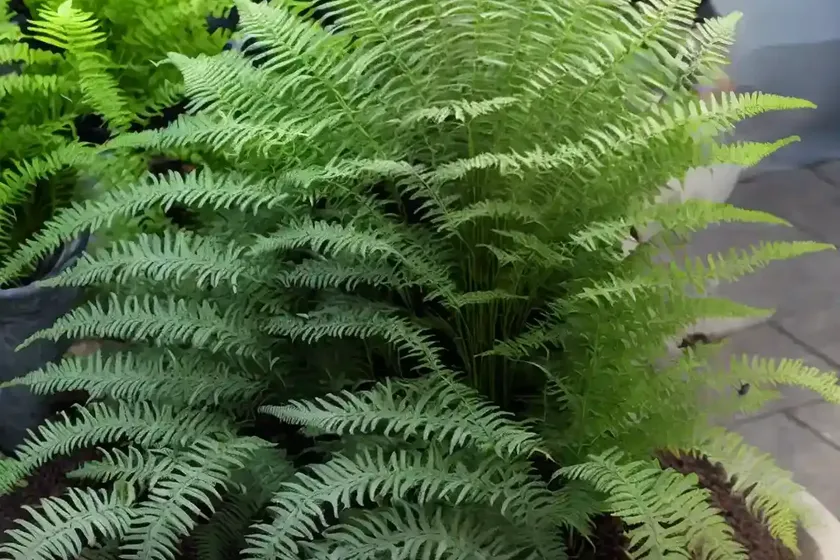 Athyrium ‘ghost’ (lady fern) — photo 2
