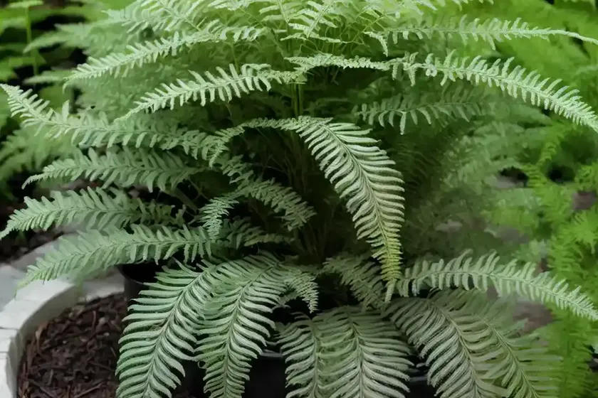 Athyrium ‘ghost’ (lady fern) — photo 3