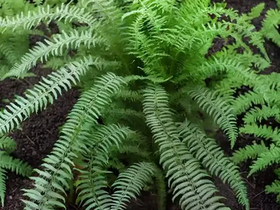 Athyrium ‘Ghost’ (Lady Fern)