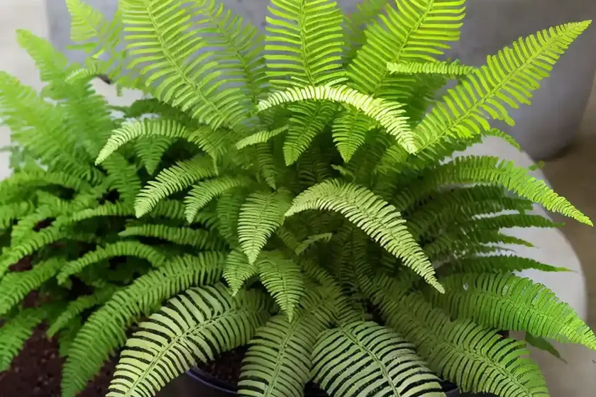 Athyrium niponicum ‘crested surf’ (japanese painted fern) — photo 2