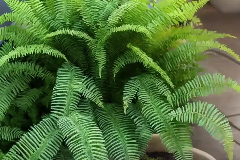 Athyrium niponicum ‘crested surf’ (japanese painted fern) — photo 3