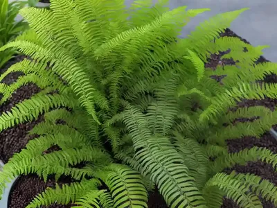 Athyrium Niponicum ‘Crested Surf’ (Japanese Painted Fern)