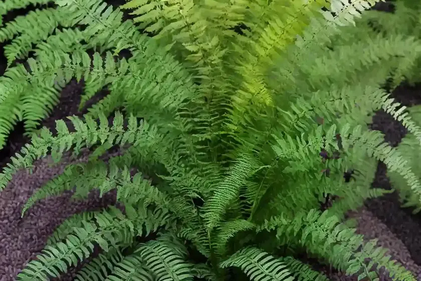 Athyrium niponicum ‘godzilla’ (japanese painted fern) — photo 2