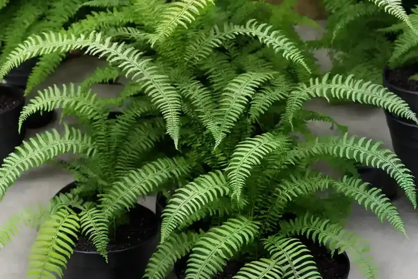 Athyrium niponicum ‘godzilla’ (japanese painted fern) — photo 3