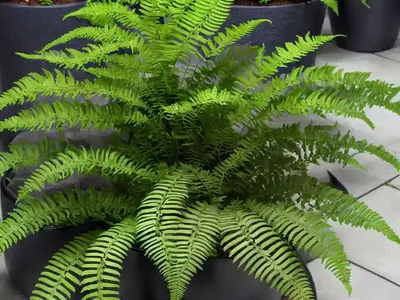 Athyrium Niponicum ‘Godzilla’ (Japanese Painted Fern)