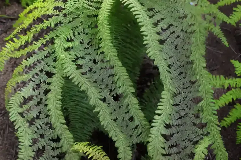 Athyrium niponicum var. pictum ‘burgundy lace’ (painted lady fern) — photo 2