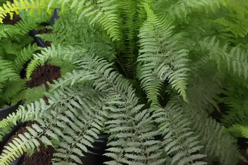 Athyrium niponicum var. pictum ‘burgundy lace’ (painted lady fern) — photo 3