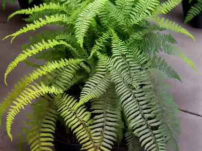 Athyrium Niponicum Var. Pictum ‘Burgundy Lace’ (Painted Lady Fern)