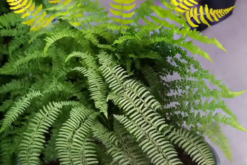 Athyrium niponicum var. pictum ‘metallicum’ (painted lady fern) — photo 2
