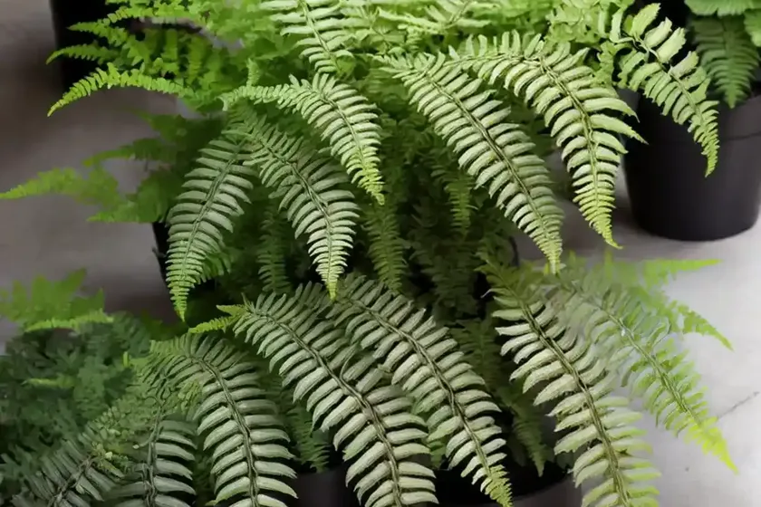Athyrium niponicum var. pictum ‘metallicum’ (painted lady fern) — photo 3