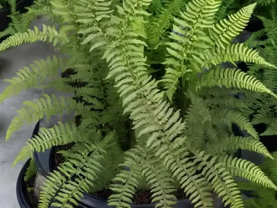 Athyrium Niponicum Var. Pictum ‘Metallicum’ (Painted Lady Fern)