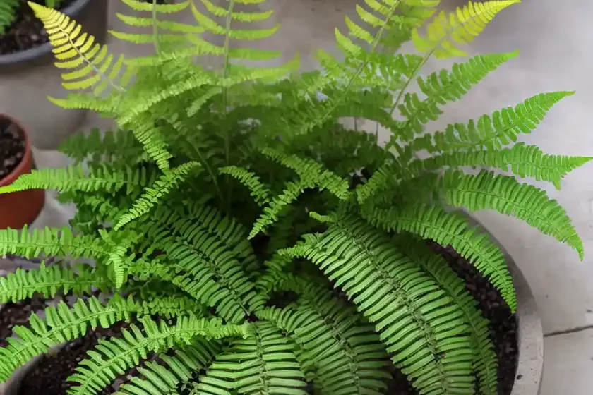 Athyrium niponicum var. pictum (painted lady fern) — photo 2